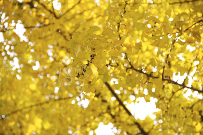 GINKGO