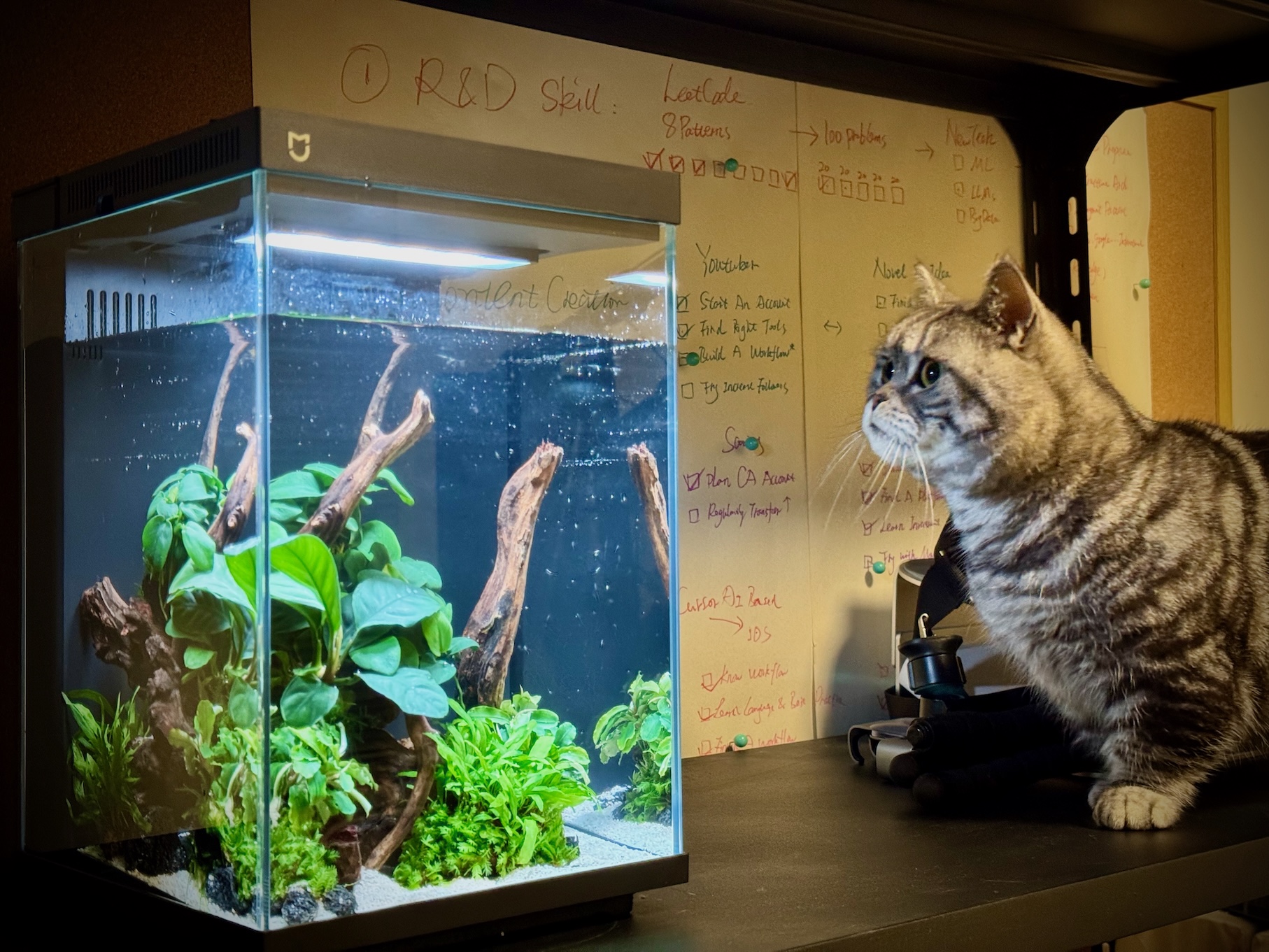 Fish Tank